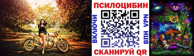 Купить где  Богданович  Галлюциногенные грибы Cubensis 